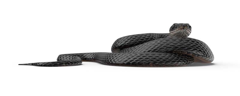 دانلود طرح گرافیکی از مار