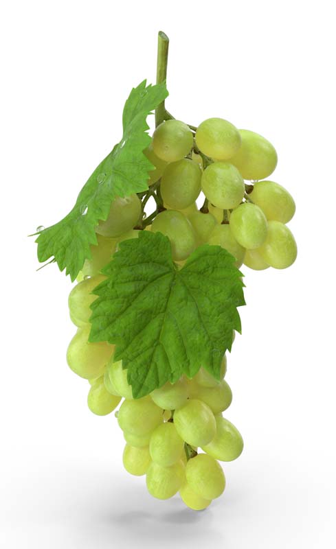 طرح دوربری شده انگور