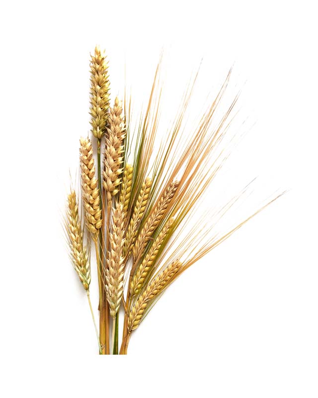 طرح دوربری شده گندم