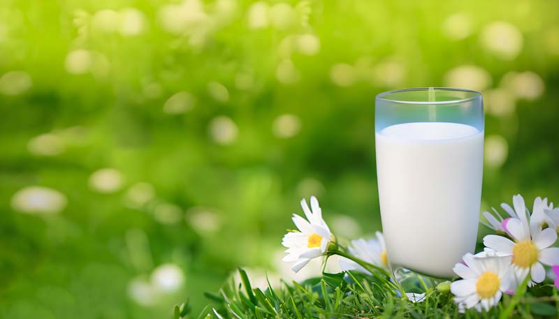عکس زیبا از لیوان شیر میان گل ها