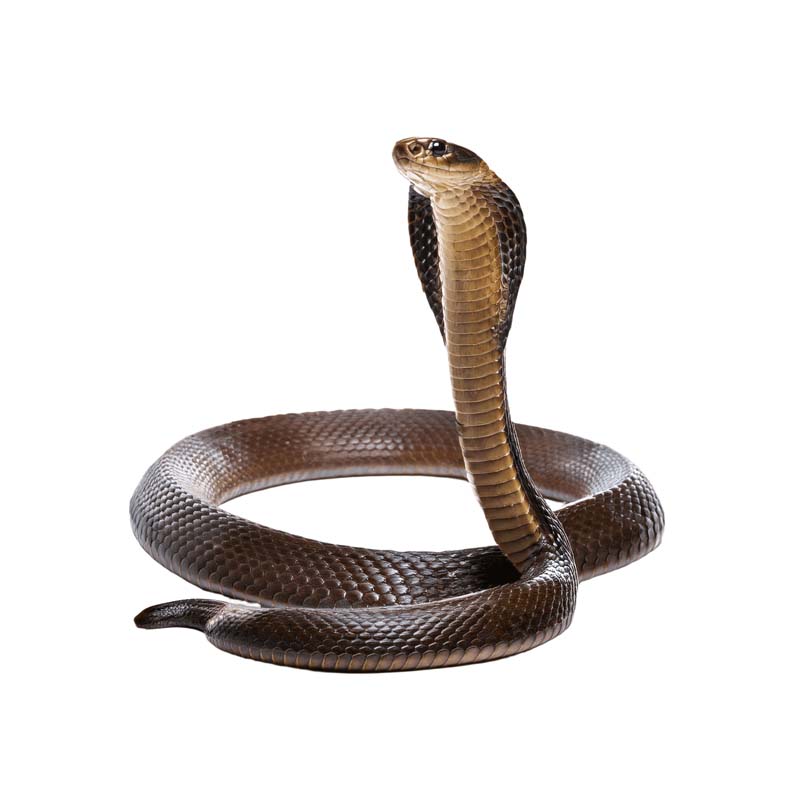 طرح دوربری شده از مار زرد کبری