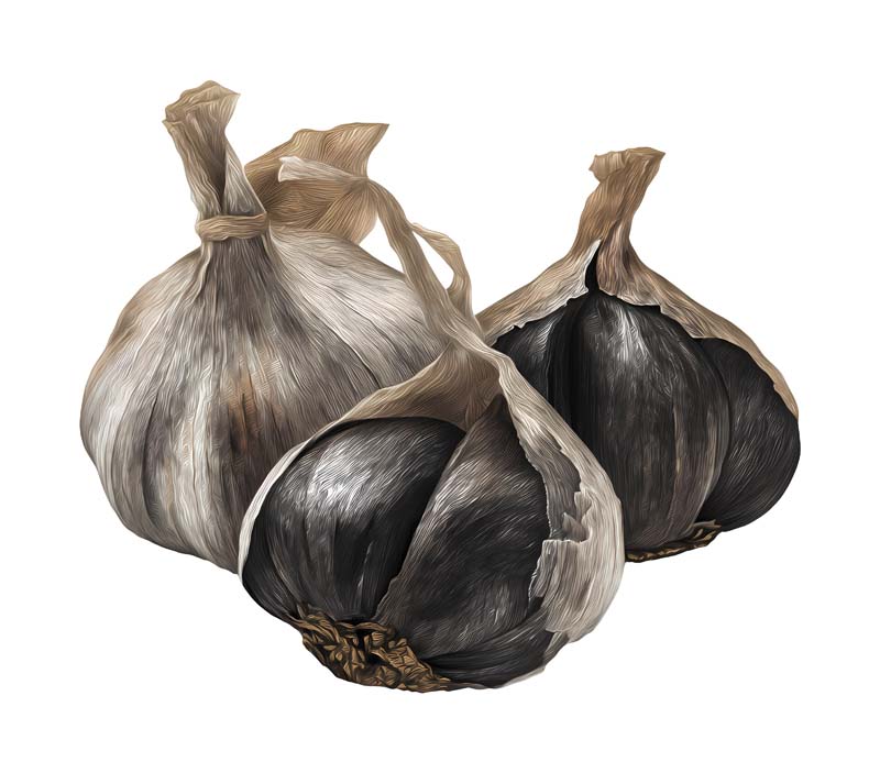 دانلود طرح سیر مشکی