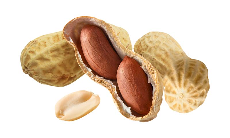 دانلود طرح بادام زمینی