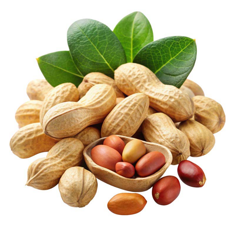دانلود طرح بادام زمینی تازه