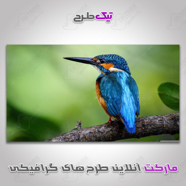 دانلود عکس با کیفیت پرنده آبی