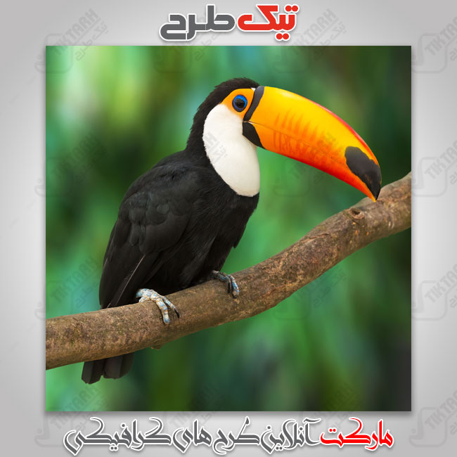 عکس با کیفیت طوطی زیبا