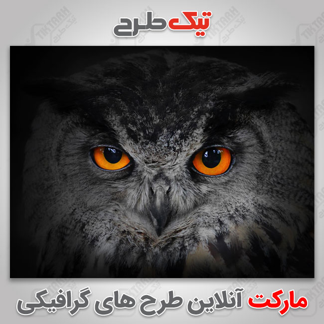 عکس با کیفیت جغد