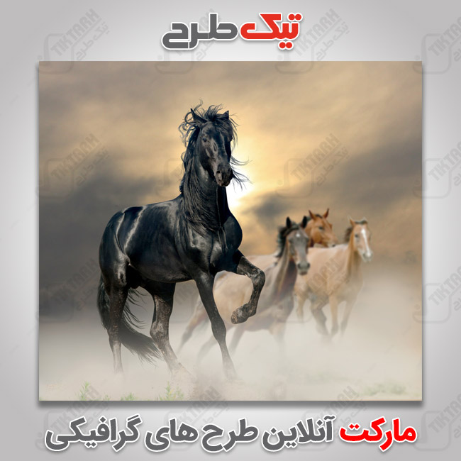 دانلود عکس گرافیکی اسب مشکی