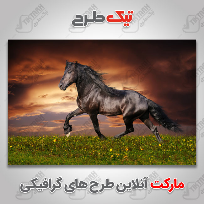 عکس با کیفیت اسب مشکی در طبیعت