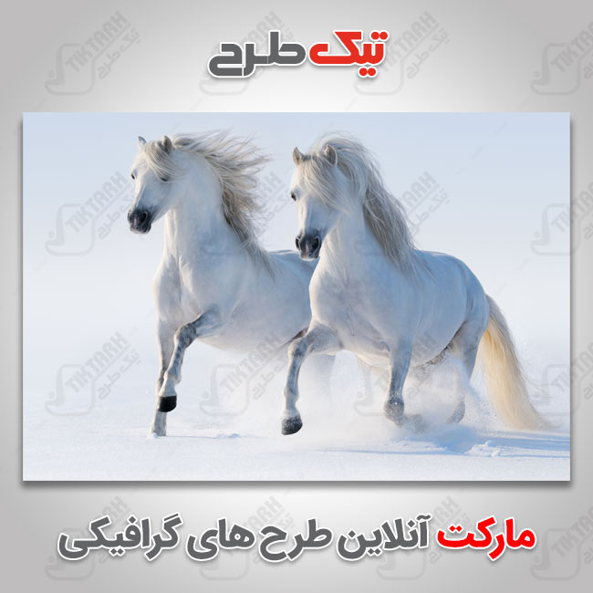 عکس با کیفیت اسب های سفید در برف