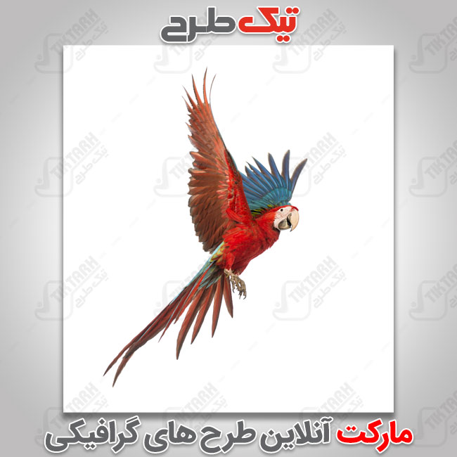 عکس با کیفیت طوطی قرمز