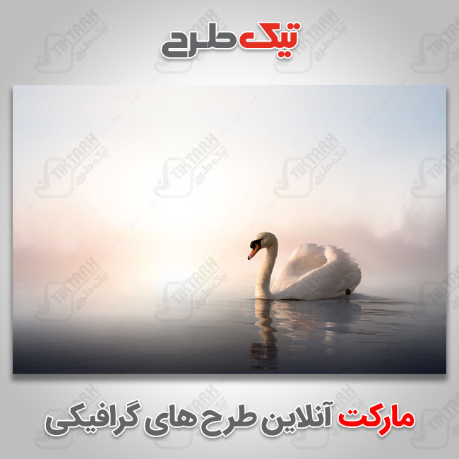 دانلود عکس با کیفیت قو