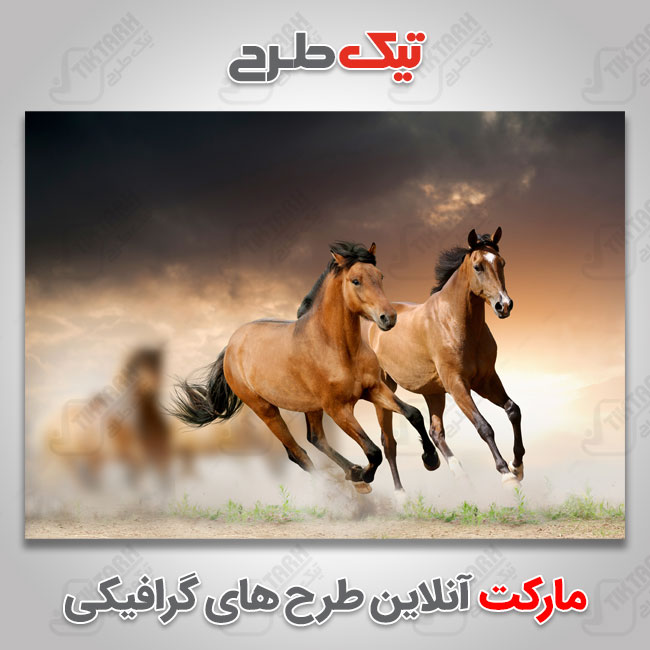 دانلود عکس با کیفیت اسب های قهوه ای