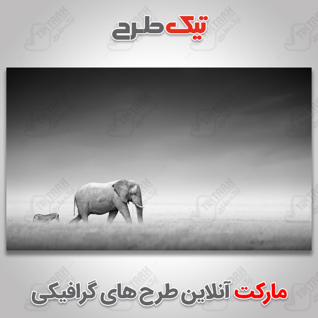 دانلود عکس با کیفیت سیاه سفید فیل