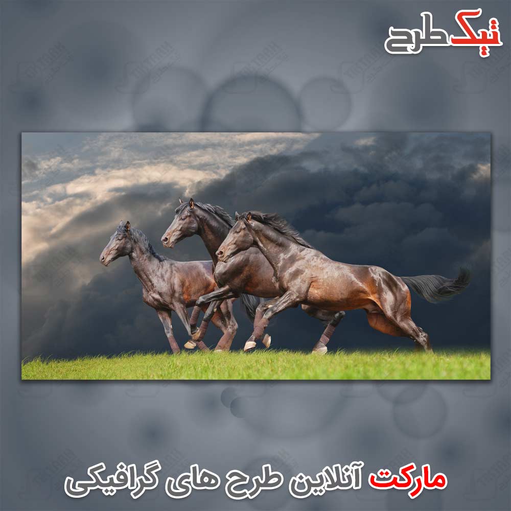 دانلود عکس با کیفیت اسب