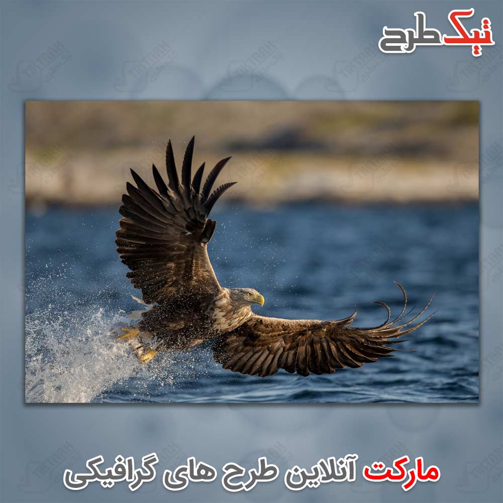 دانلود عکس با کیفیت عقاب
