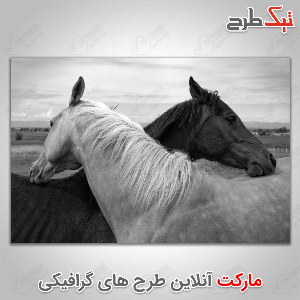 دانلود عکس زیبای اسب