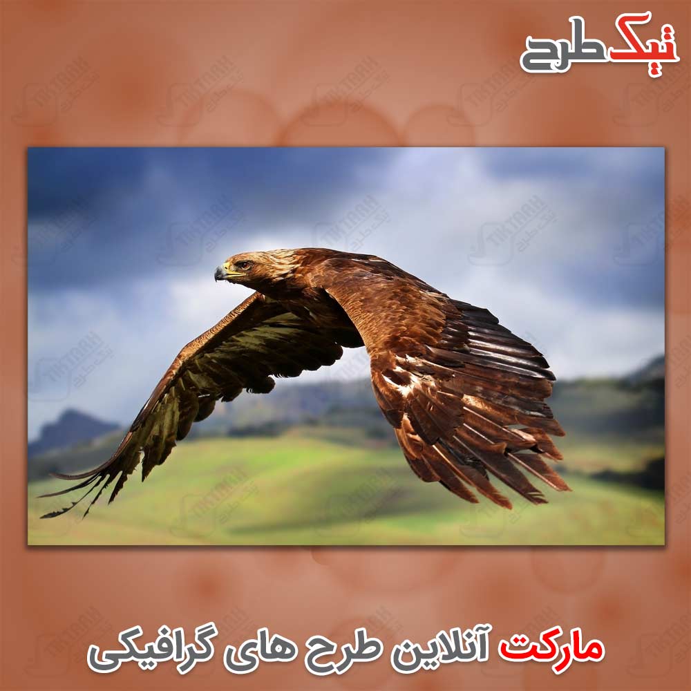 دانلود تصویر با کیفیت عقاب