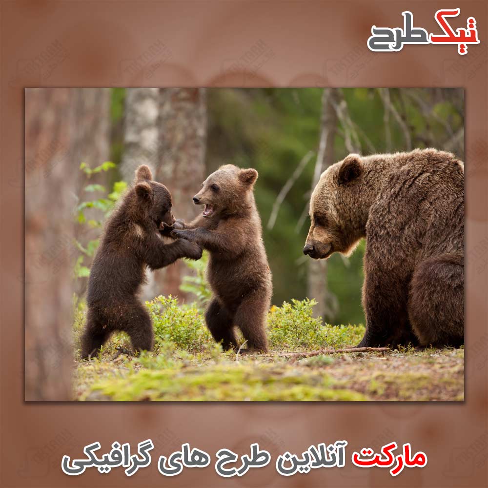 دانلود تصویر لارج فرمت خرس