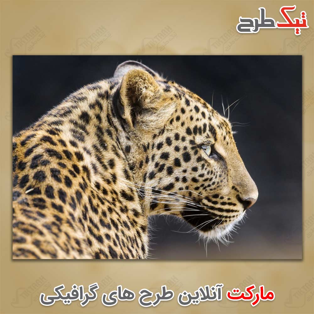 دانلود عکس لارج فرمت یوزپلنگ
