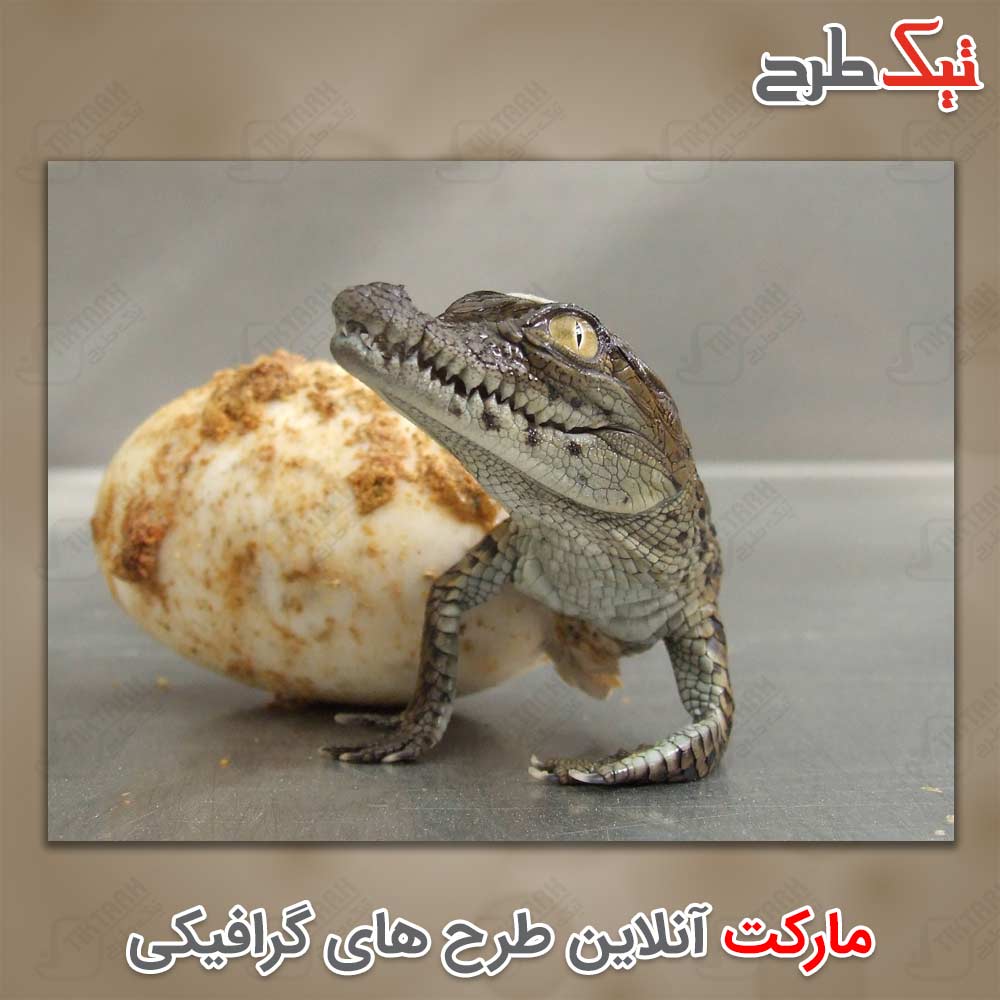 دانلود عکس لارج فرمت بچه تمساح