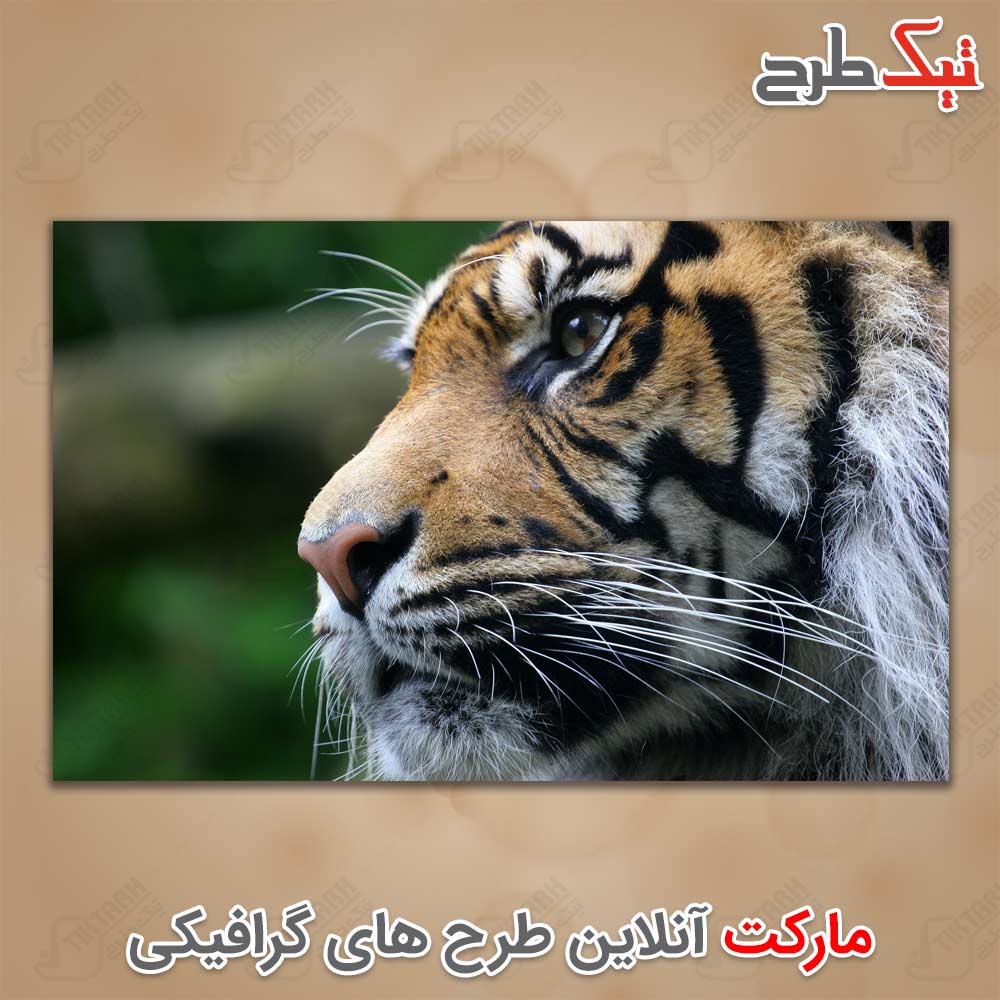 دانلود عکس لارج فرمت ببر