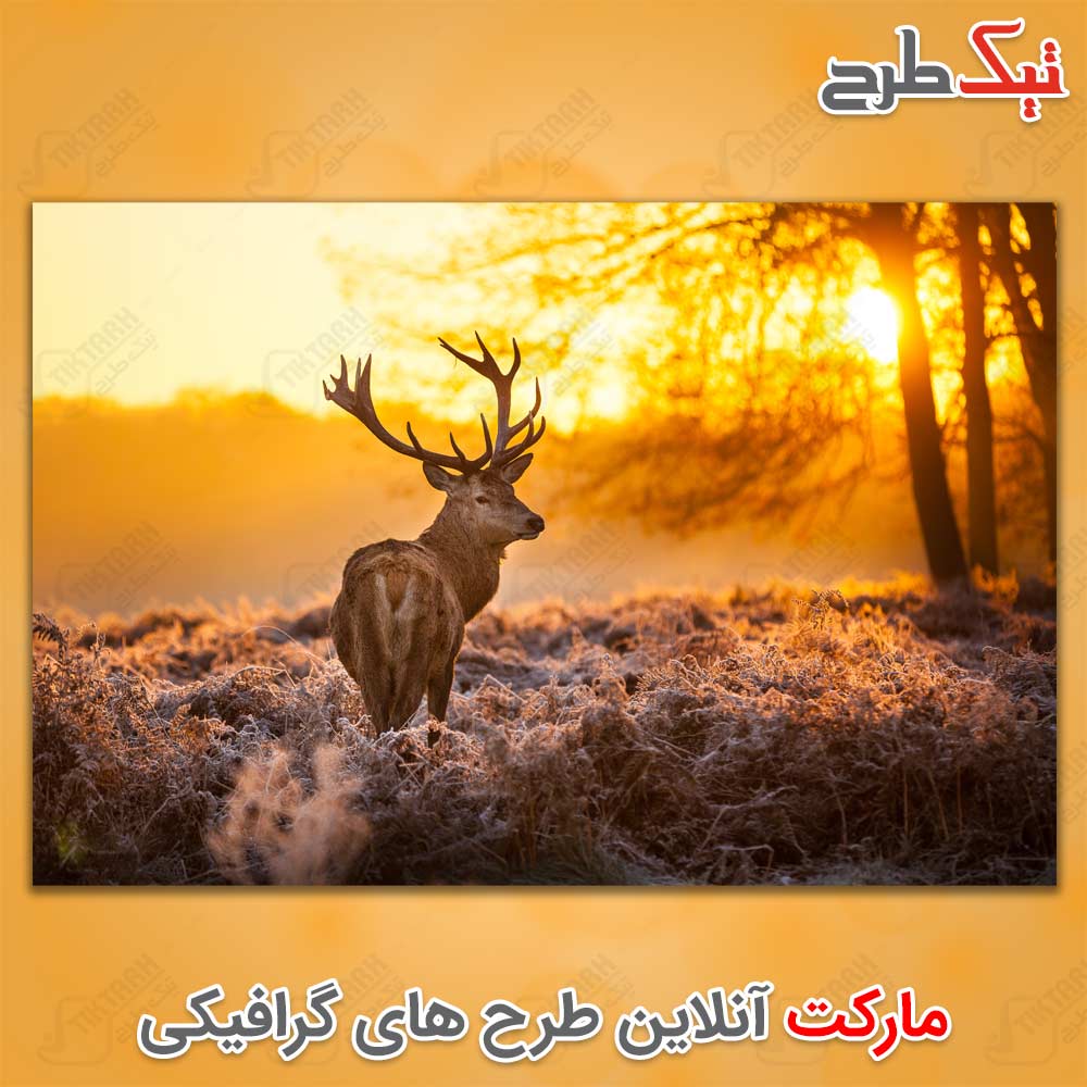 دانلود عکس لارج فرمت گوزن