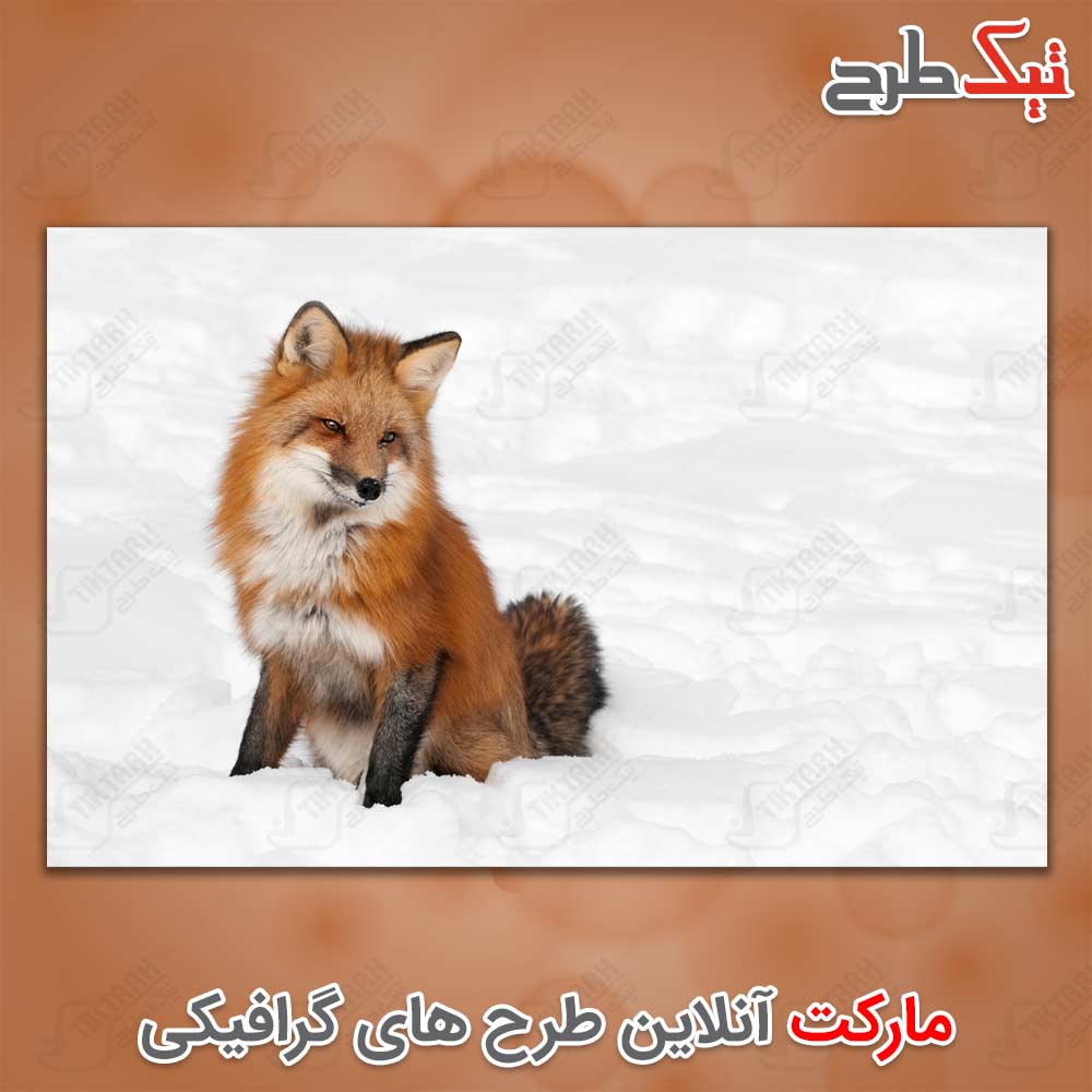 دانلود عکس لارج فرمت روباه