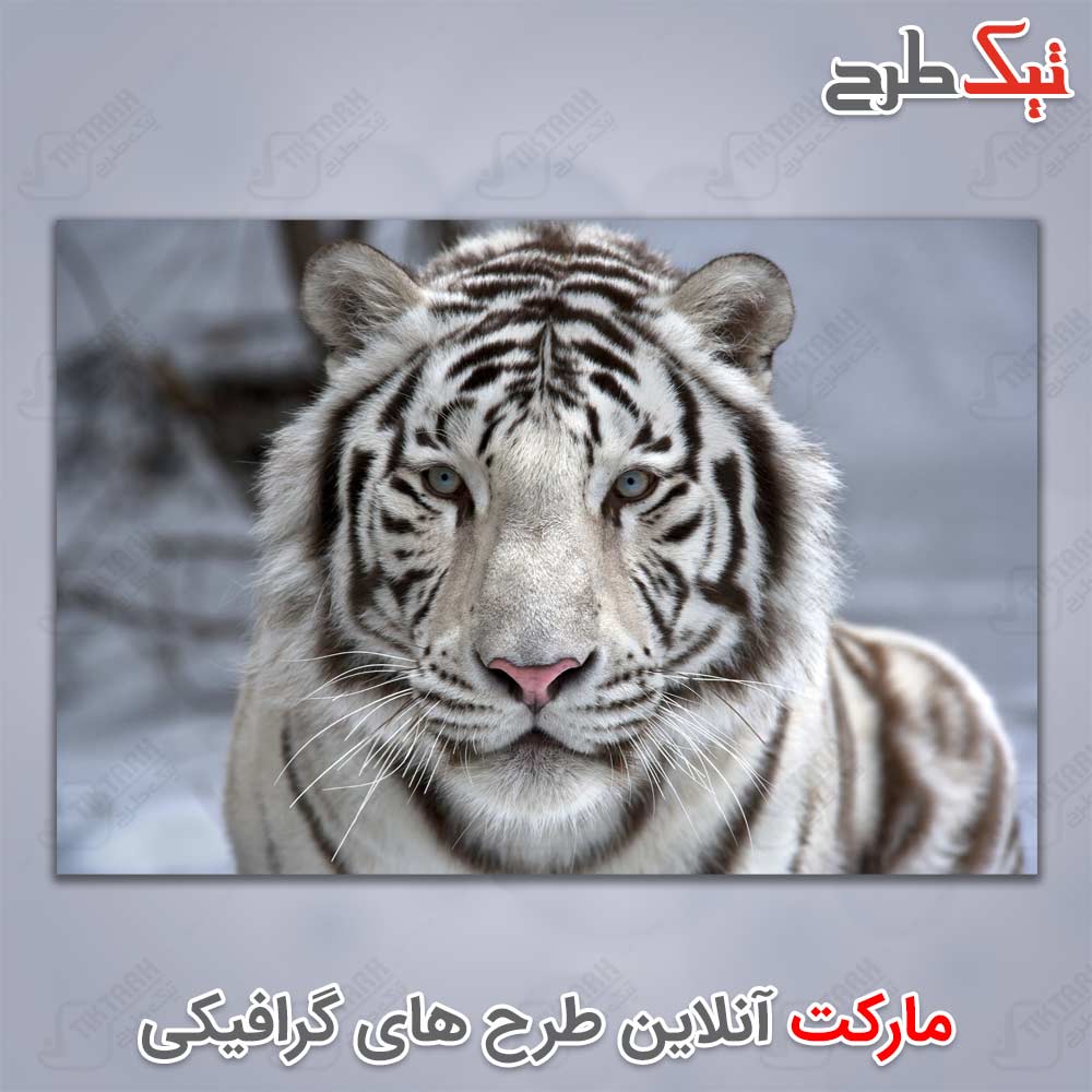 دانلود عکس لارج فرمت ببر سفید