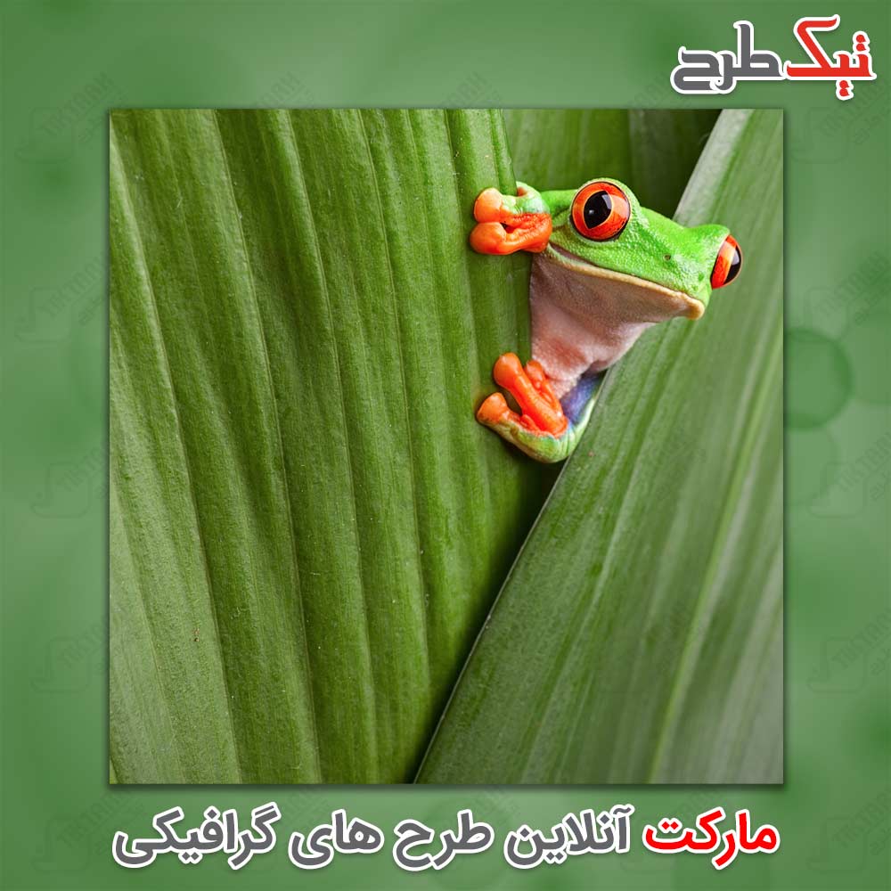 دانلود عکس لارج فرمت قورباغه سبز
