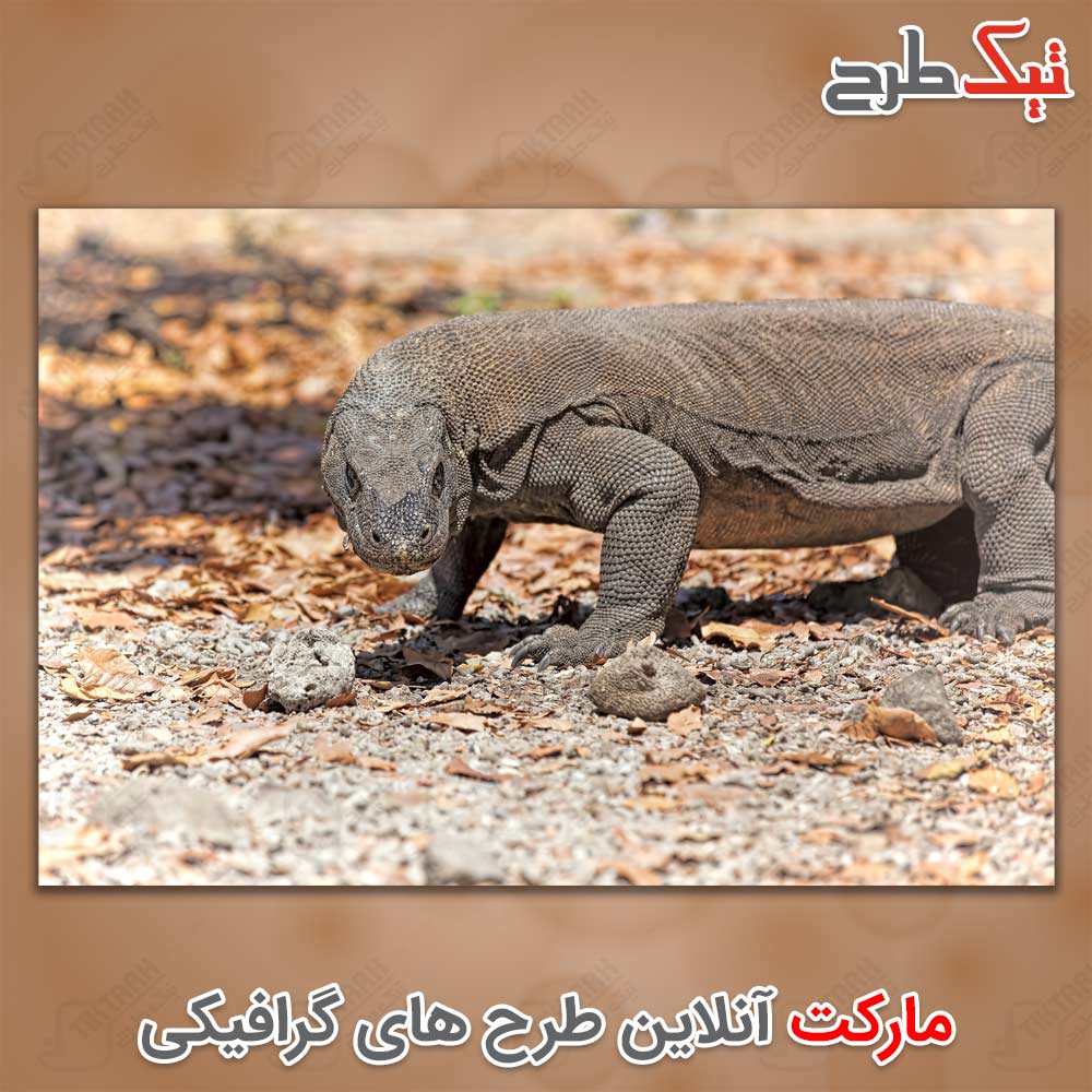 دانلود عکس لارج فرمت اژدهای کومودو