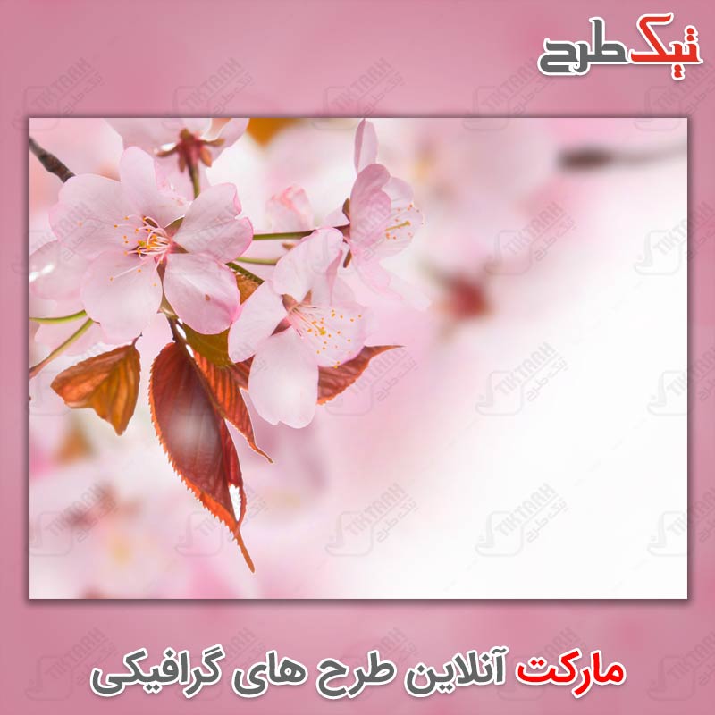 تصویر با کیفیت گلهای سفید و صورتی