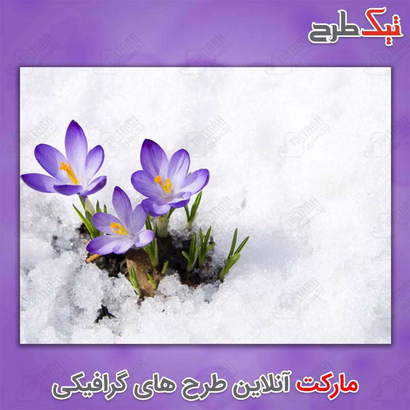 دانلود عکس گل های زعفران در میان برف و یخ