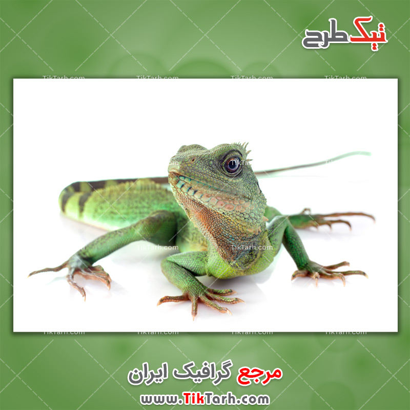 دانلود عکس لارج فرمت سوسمار سبز