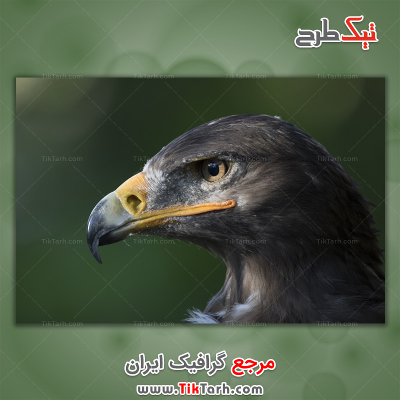 دانلود عکس لارج فرمت عقاب طلایی