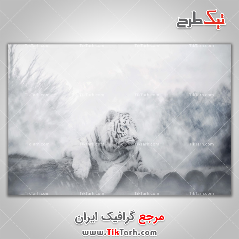 دانلود عکس لارج فرمت ببر سفید