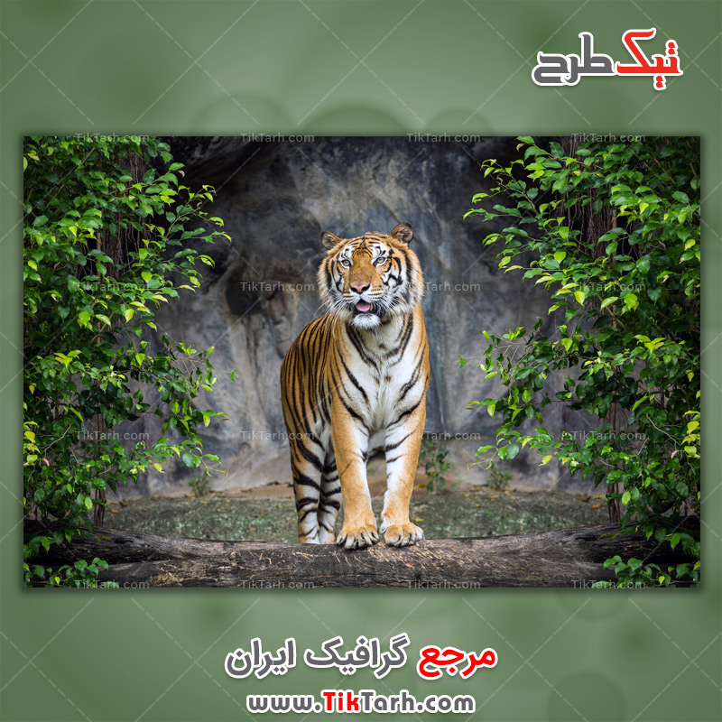 دانلود عکس لارج فرمت ببر بنگال