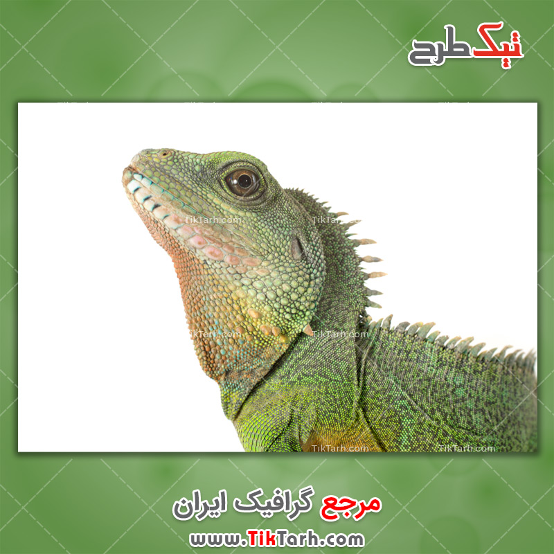 دانلود عکس لارج فرمت مارمولک سبز