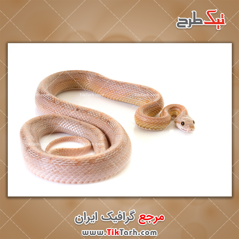 دانلود عکس لارج فرمت مار سمی