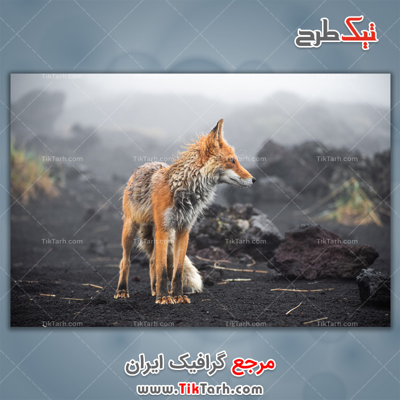 دانلود عکس لارج فرمت روباه سرخ