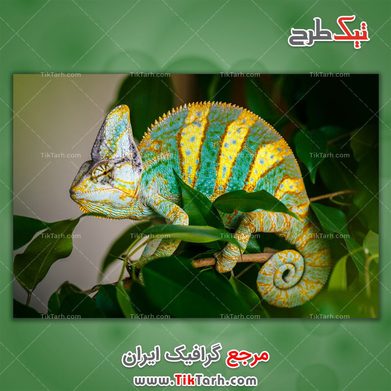 دانلود عکس لارج فرمت آفتاب پرست