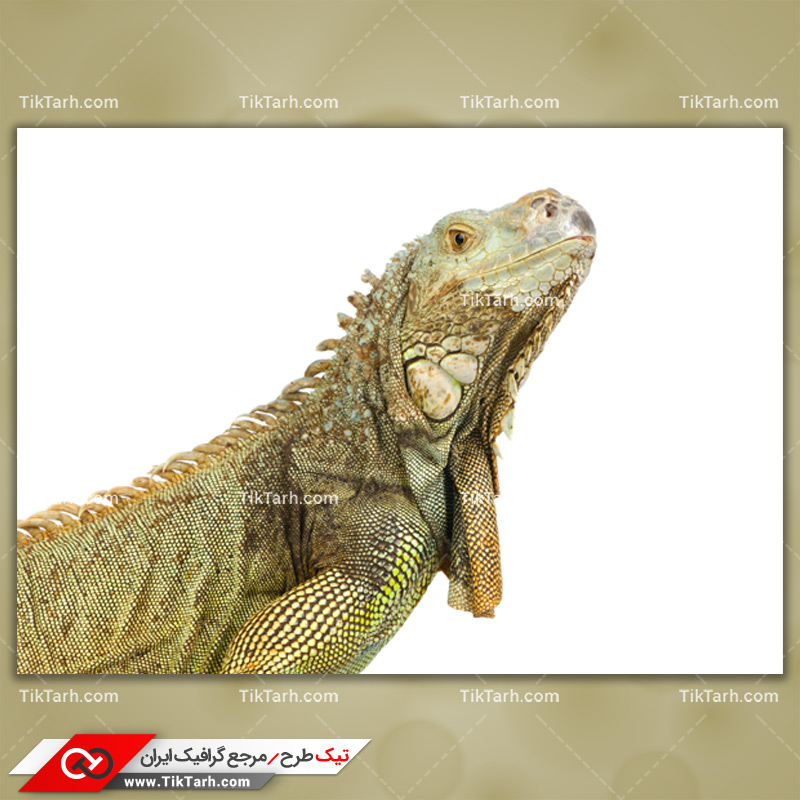 دانلود تصویر با کیفیت سوسمار