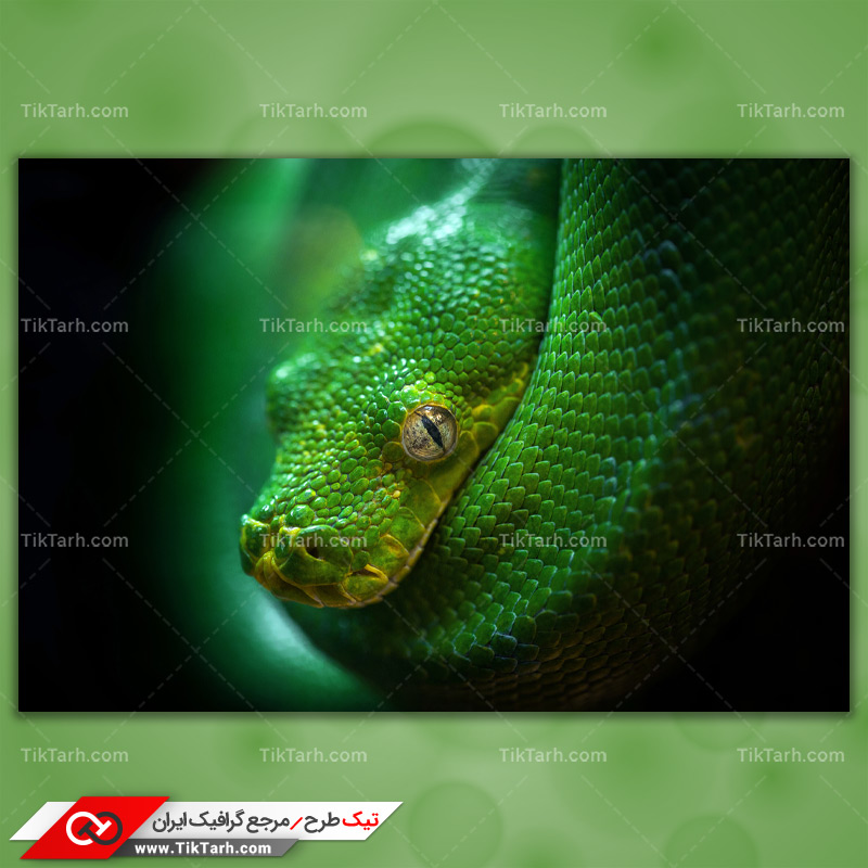 دانلود تصویر با کیفیت مار پیتون سبز