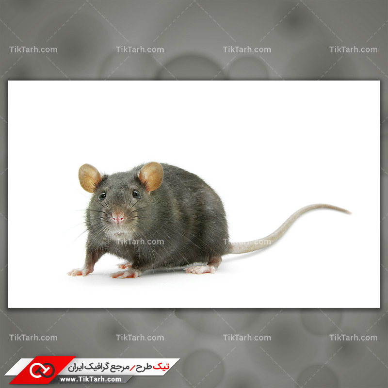 دانلود تصویر با کیفیت موش