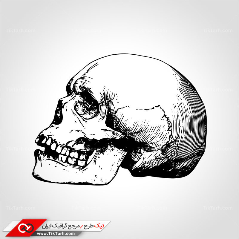 دانلود کلیپ آرت جمجمه انسان