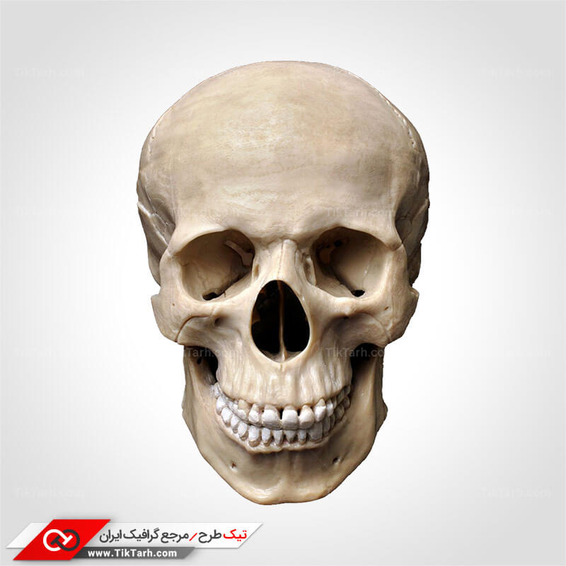 دانلود طرح گرافیکی جمجمه انسان