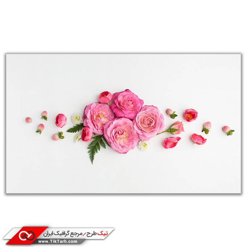 دانلود تصویر باکیفیت گل محمدی