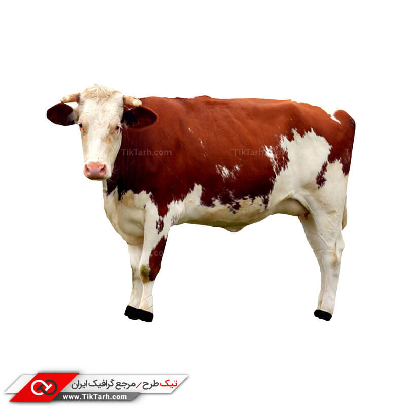 المان واقع گرایانه گاو