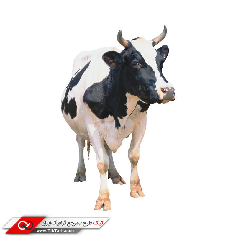 دانلود المان واقع گرایانه گاو هلشتاین