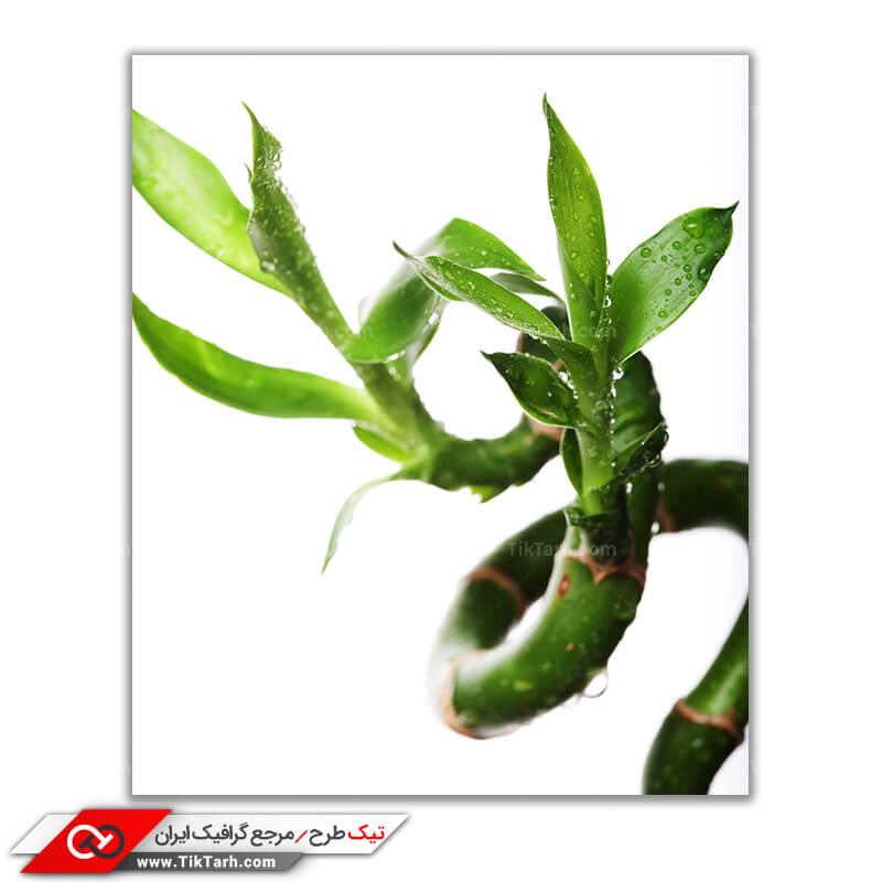 دانلود عکس باکیفیت از گیاه بامبو